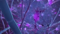 Neurons
